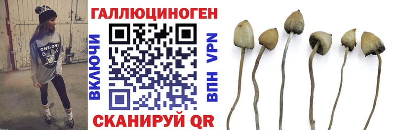 где можно купить наркотик  Данков  нарко площадка наркотические препараты  Галлюциногенные грибы Psilocybe 